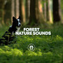 Forest & Nature Sounds