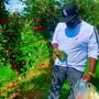 Apple Picking Freestyle (Explicit)