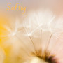 Softly