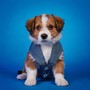 Armonía De Perros: Ritmos De Hip Hop Para Relajarse