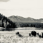 Yellowstone