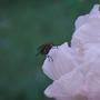 extrafloral nectaries