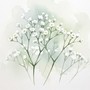 かすみ草