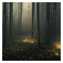 Firefly