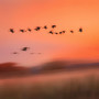 Mit Den Gänsen Davon