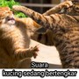 Suara Kucing Sedang Bertengkar