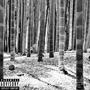 Bamboo Season (Explicit)