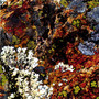 Lichens