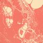 SMOKE (feat. Kwafi) [Explicit]