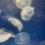 Jelly Fish! (feat. Xeno914) [Explicit]