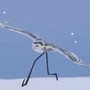 R.B