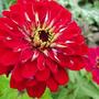 Zinnia