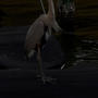 pretty bird dance for my video
