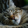 Peace for Cats: Relaxing Tunes