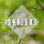 Singing Birds in the Forest