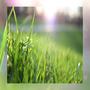 Grow at Your Own Pace
