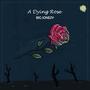 A Dying Rose (Explicit)