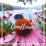 Coneflower