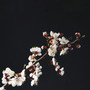 매화 (Plum Blossom)