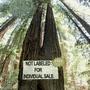 Big Trees (Explicit)