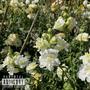 in bloom (Explicit)