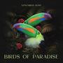 Birds of Paradise