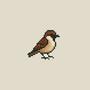 sparrow