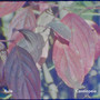 Cassiopeia