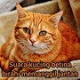 Suara Kucing Betina Birahi Memanggil Jantan (Remastered 2023)