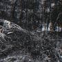 in the woods (feat. jRoseToTheMoon) [Explicit]