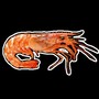 Uncomfortably Realistic Shrimp
