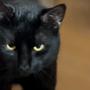 cat food (Explicit)