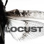 Locust