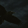 Night Crow