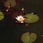 floweriiism