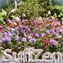 SufiZen