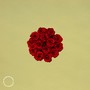 Roses Bloom (Explicit)