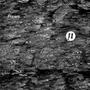 Phloem