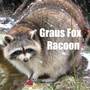 Raccoon