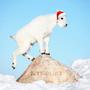 A MTNGOAT CHRISTMAS