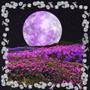 Flowerchild on the Moon (Explicit)
