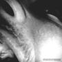 MY STRUGGLE (Explicit)