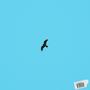 Fly
