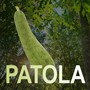 Patola