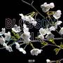 blossom hill (Explicit)