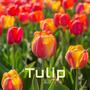 Tulip