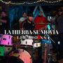 La Hierba Se Movia