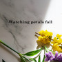 Watching petals fall