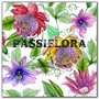 Passiflora