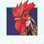 Chicken Coop (Explicit)